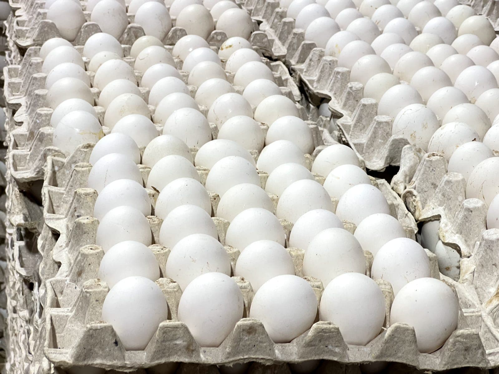 Reanudan exportaciones de huevos a Cuba con envío de más de 3.9 millones de unidades